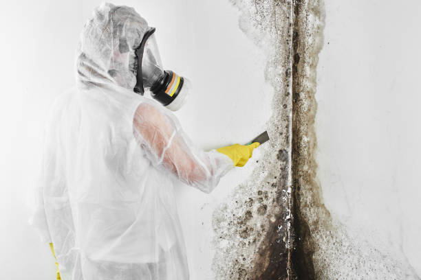 Attic Mold Removal in Cowarts, AL