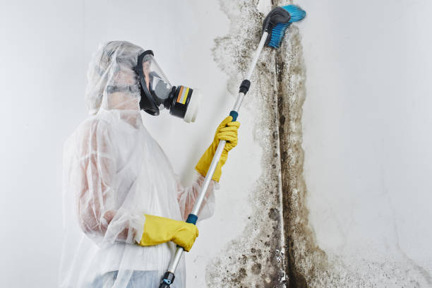 Best Emergency Mold Removal  in Cowarts, AL
