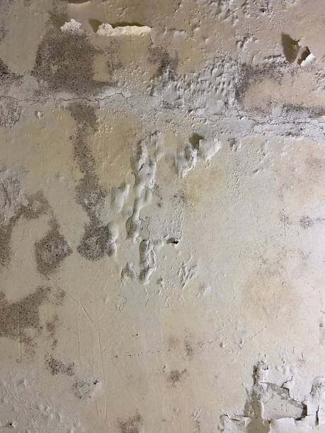 Best Affordable Mold Removal  in Cowarts, AL